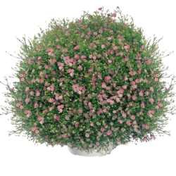 Gypsophila